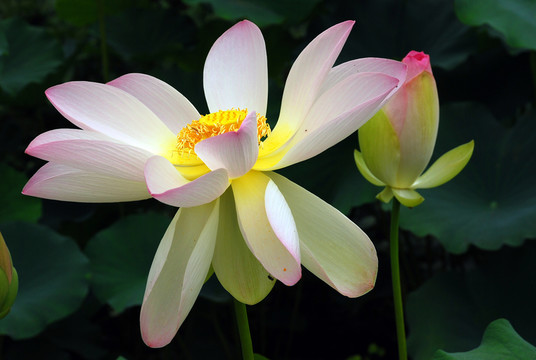 荷花