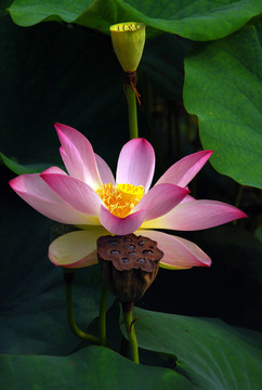 荷花