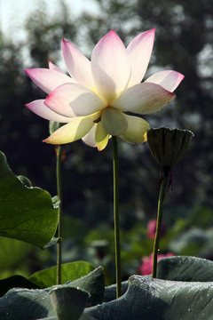 荷花