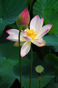 荷花