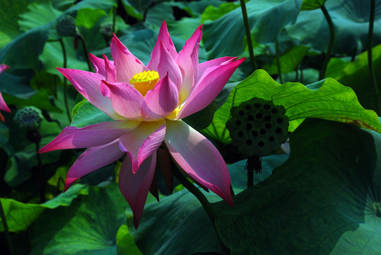 荷花