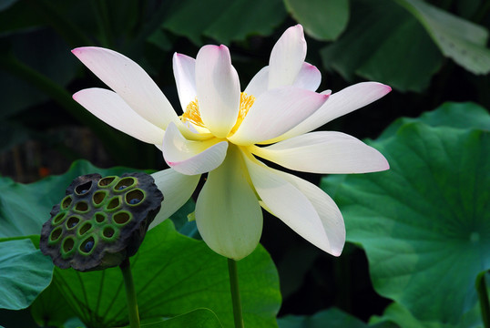 荷花