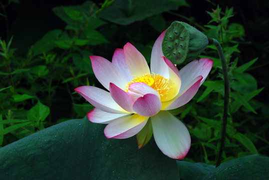 荷花 花蕊