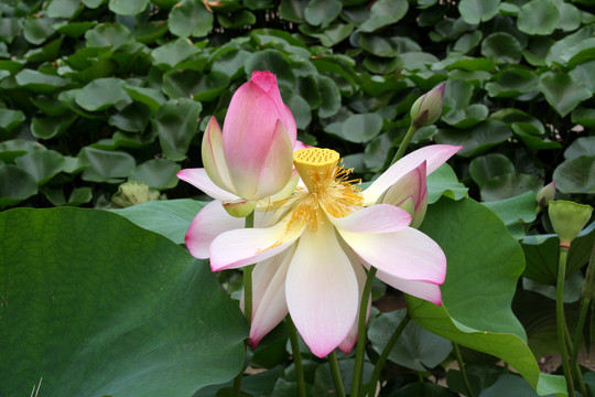 荷花