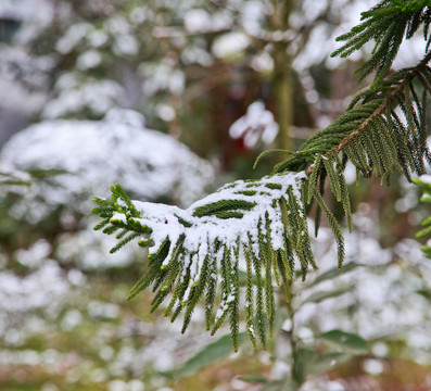 雪壓青松