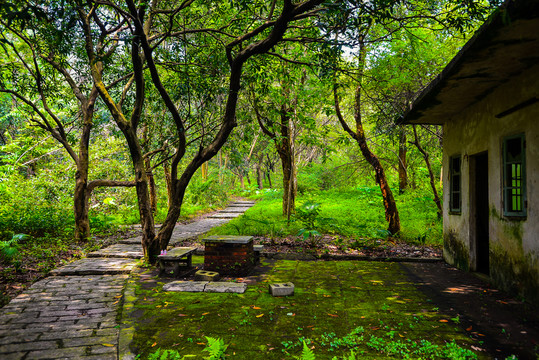 陽光樹林風景