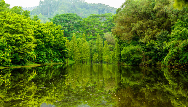 陽光水杉樹林
