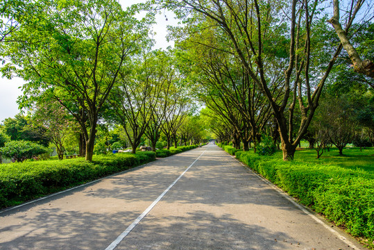 林蔭大道