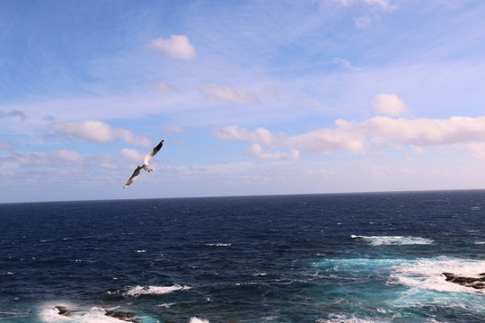 海上翔鷗