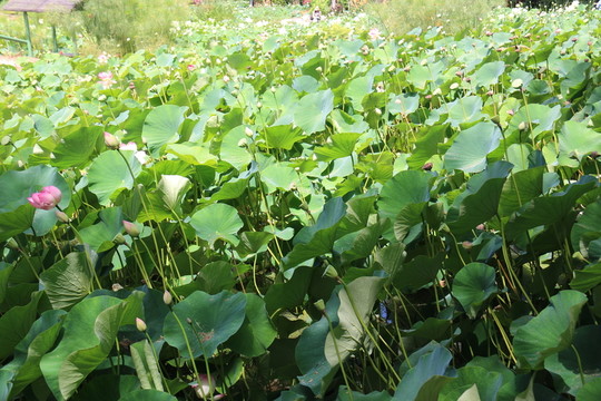 蓮池
