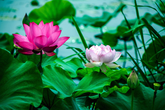 荷花蓮花