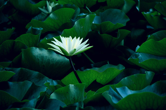 蓮花