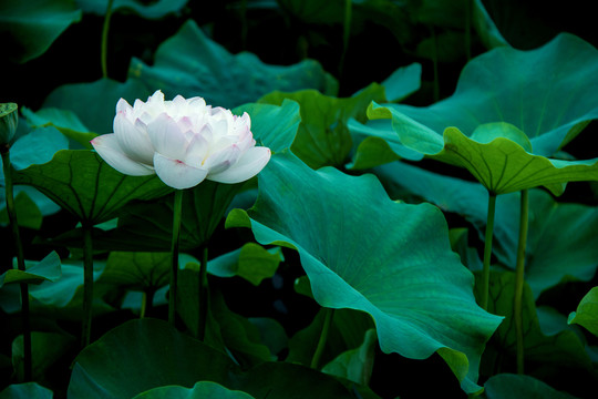 白蓮花
