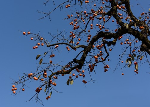柿子 紅柿子