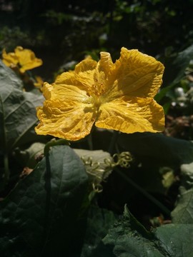 絲瓜花