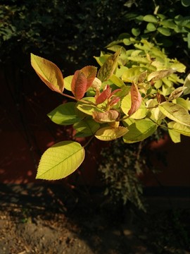 枝葉
