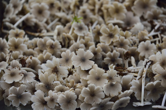 雞樅花