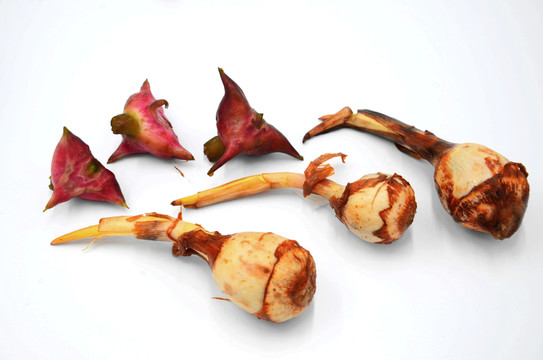 水紅菱和茈菇