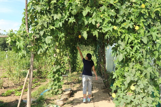 蔬菜架