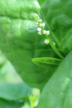 綠葉白花