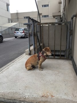 睡覺(jué)的小狗