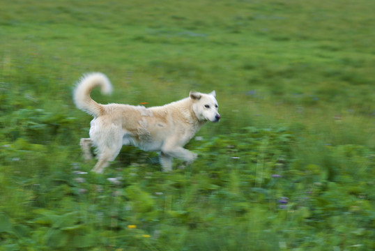 牧羊犬