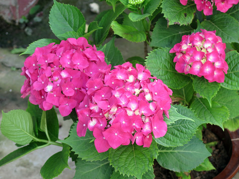 繡球花