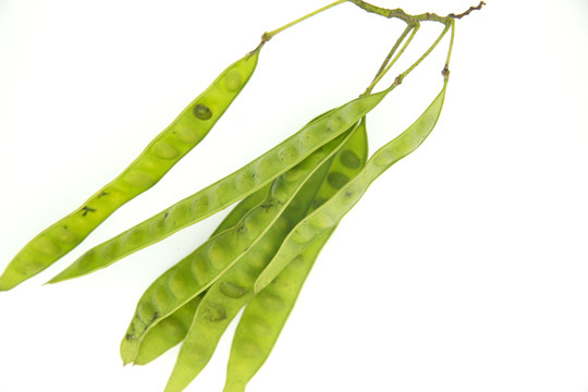 皂莢