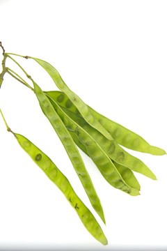 槐樹(shù)莢