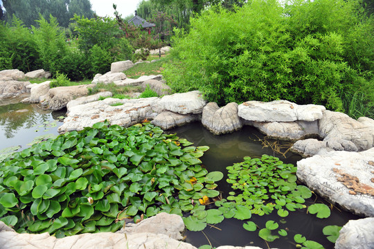 睡蓮  水池  水塘