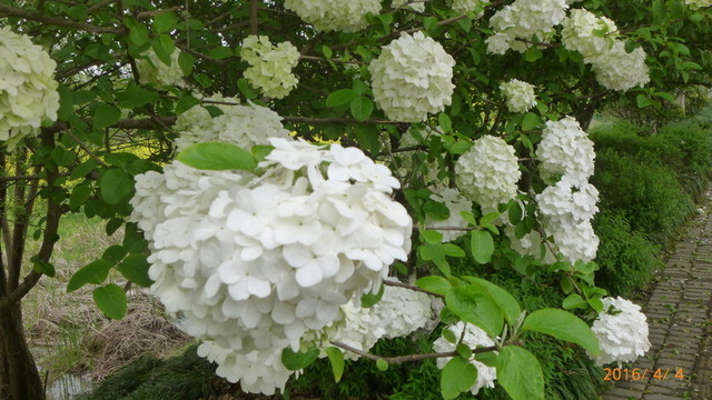 繡球花