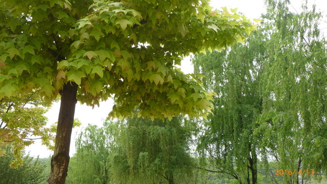 濕地美景