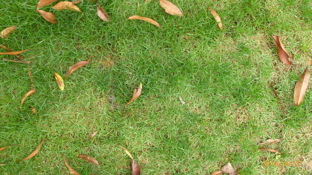 濕地公園 草地