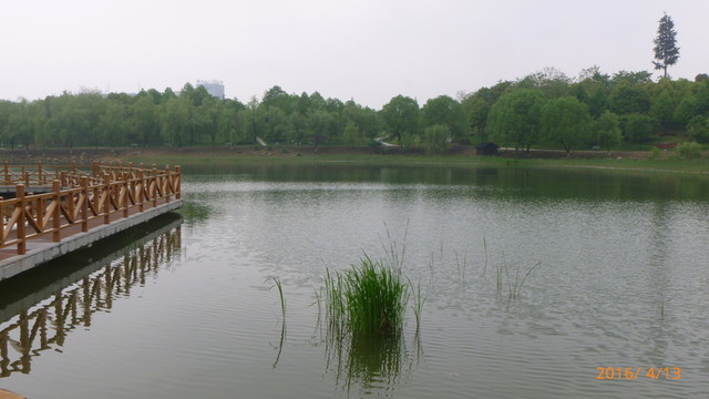 濕地公園水面