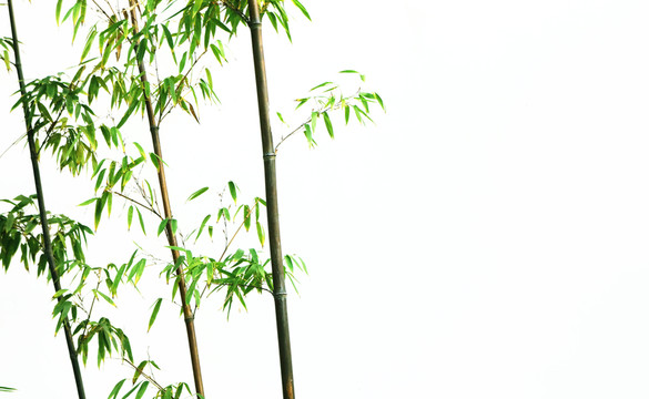 竹子 白墻