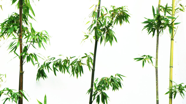 翠竹