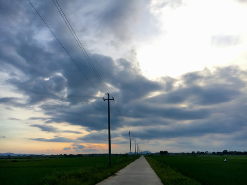 稻田
