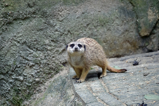 狐獴