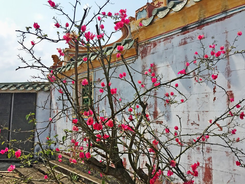 庭院三角梅