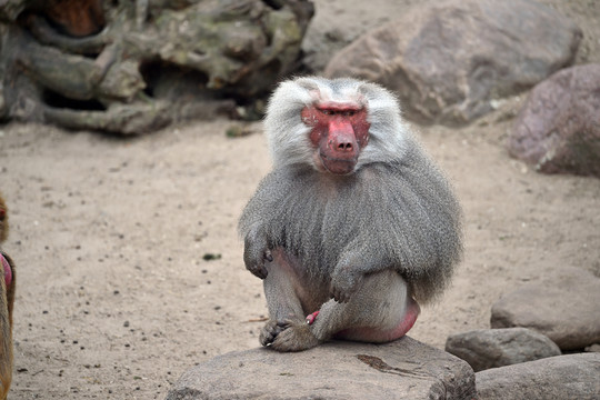 小動物