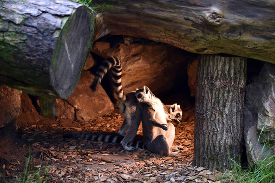 環(huán)尾狐猴