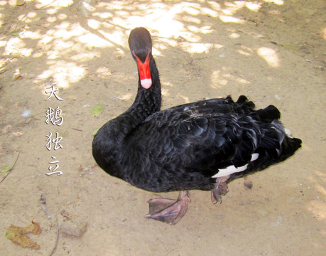 天鵝獨立