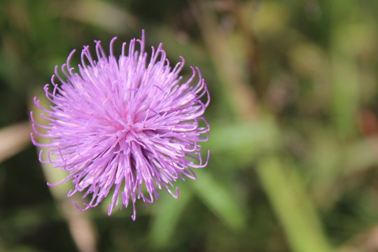 野花