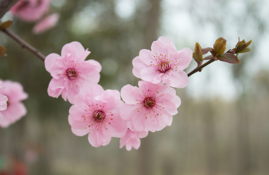 桃花