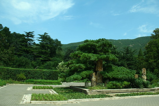 盆景園