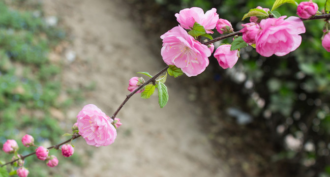 桃花