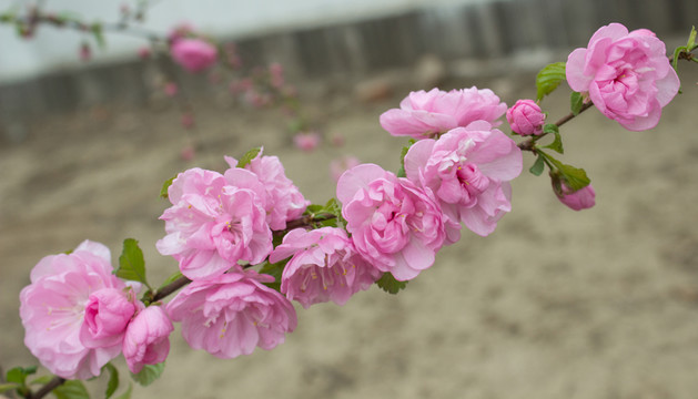 桃花
