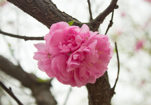 桃花