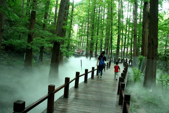 云霧木棧道