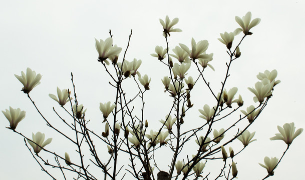 玉蘭花